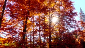Stock Video Autumn Forest Trees With Sunshine Live Wallpaper For PC