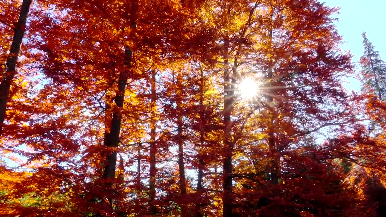 Download Stock Video Autumn Forest Trees With Sunshine Live Wallpaper For PC