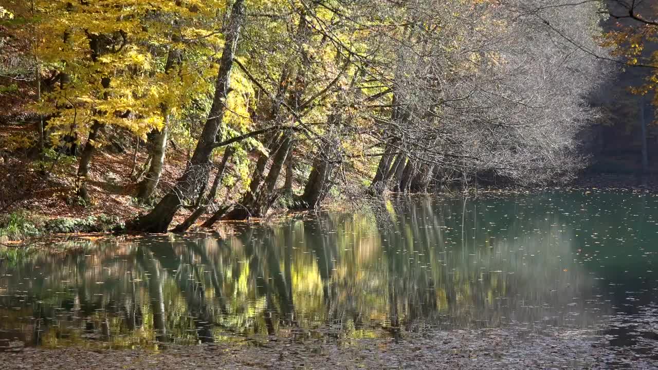 Download Stock Video Autumn Forest And A Lake Live Wallpaper For PC