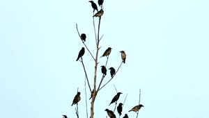 Stock Video Asian Starlings In A Large Group  Smal Live Wallpaper For PC