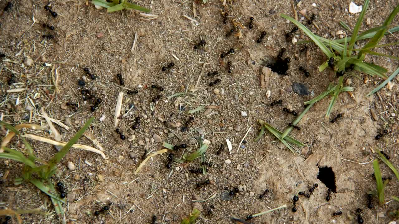 Download Stock Video Ants Working Near Their Anthill Live Wallpaper For PC