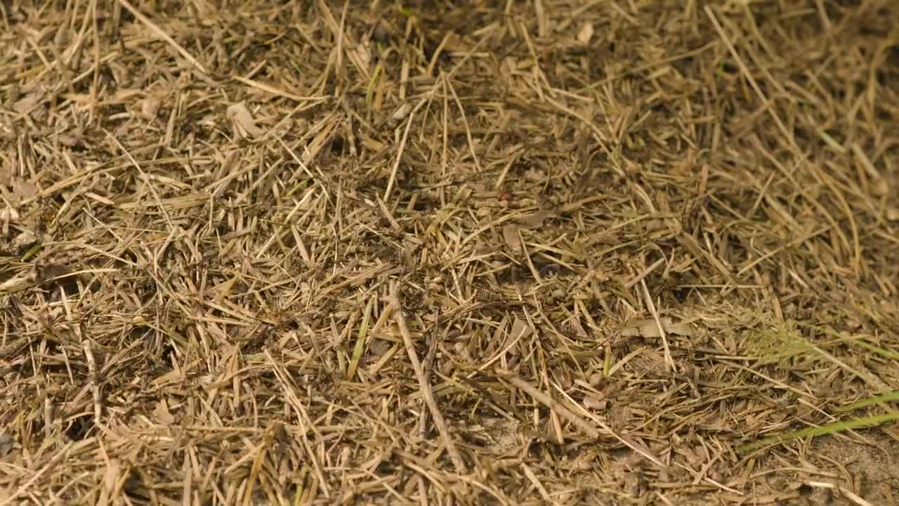 Download Stock Video Ants Running Across The Ground Live Wallpaper For PC