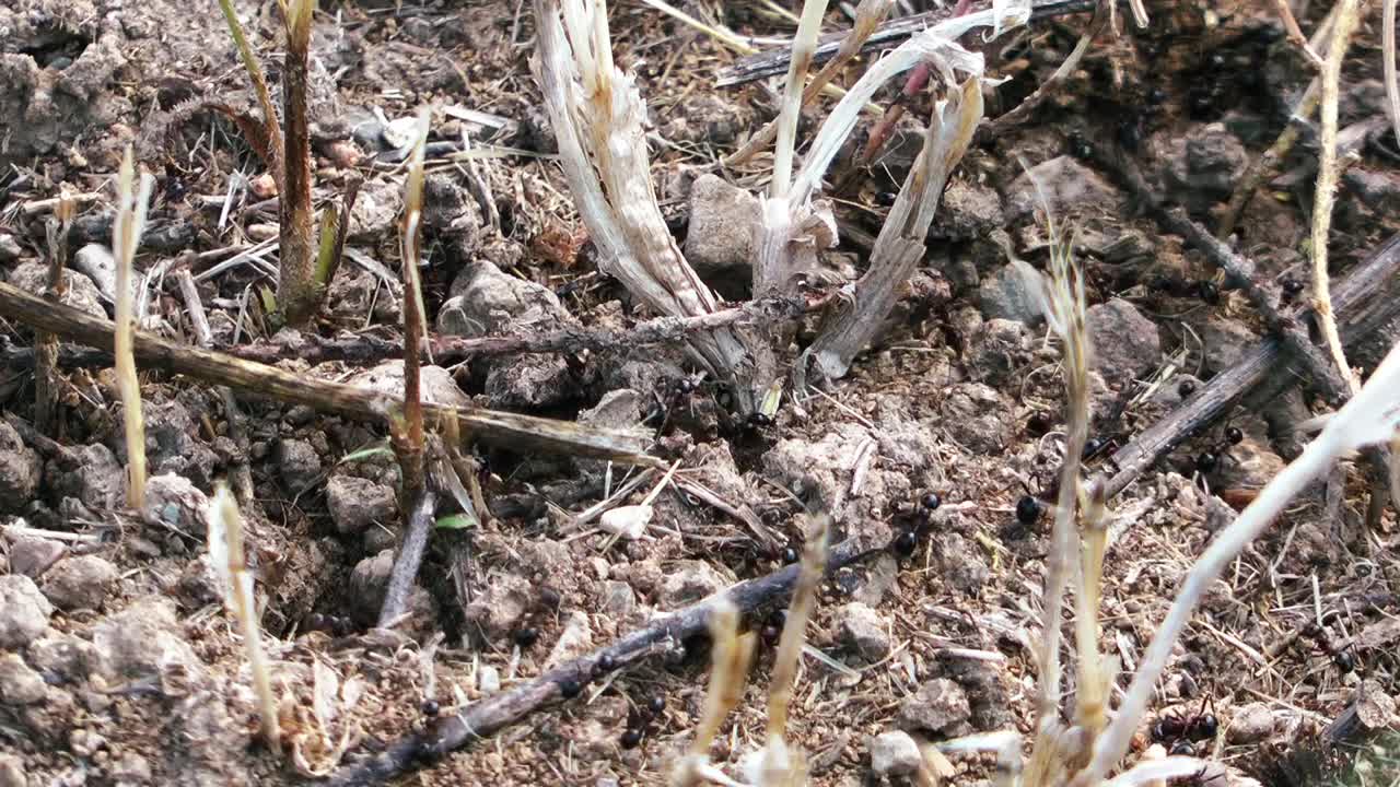 Download Stock Video Ants On The Ground Live Wallpaper For PC