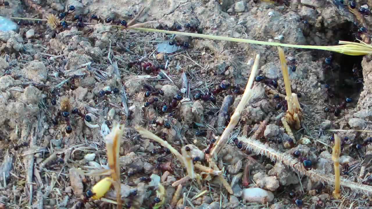 Download Stock Video Anthill In The Ground Time Lapse Live Wallpaper For PC