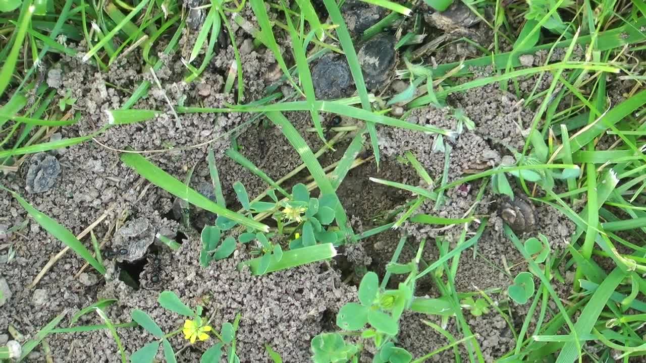 Download Stock Video Anthill In The Grass Live Wallpaper For PC