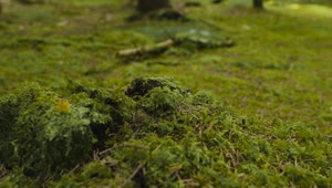 Stock Video Ant Walking Over Moss Live Wallpaper For PC