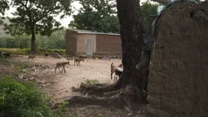 Stock Video Animals In An African Village Live Wallpaper For PC