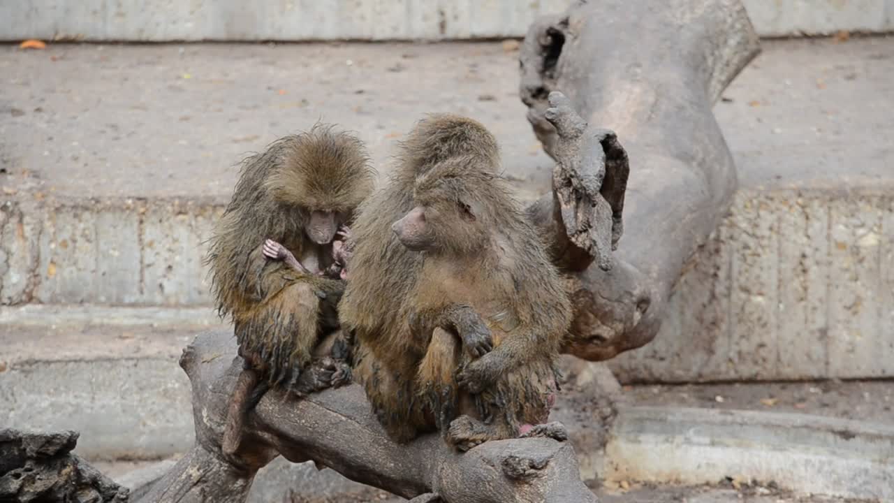 Download Stock Video Animals In A Zoo Live Wallpaper For PC