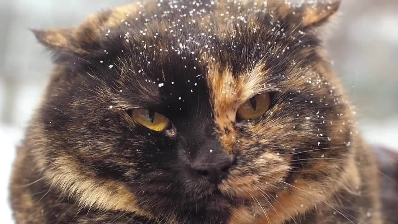Download Stock Video Angry Wild Cat With Snow In Hair Live Wallpaper For PC