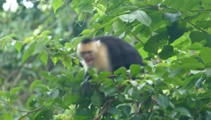 Stock Video Angry Monkey Jumping Around In The Forest Live Wallpaper For PC