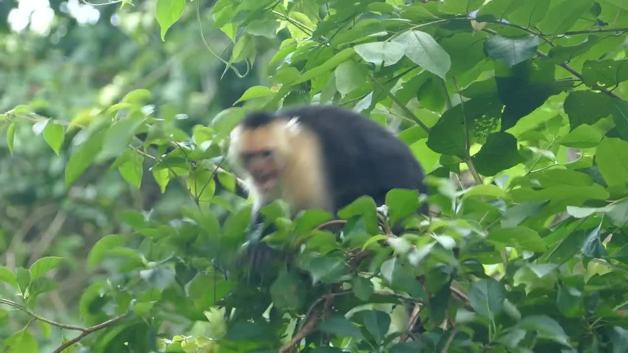 Download Stock Video Angry Monkey Jumping Around In The Forest Live Wallpaper For PC
