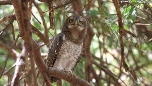Stock Video An Owl Hooting Standing On A Tree Live Wallpaper For PC