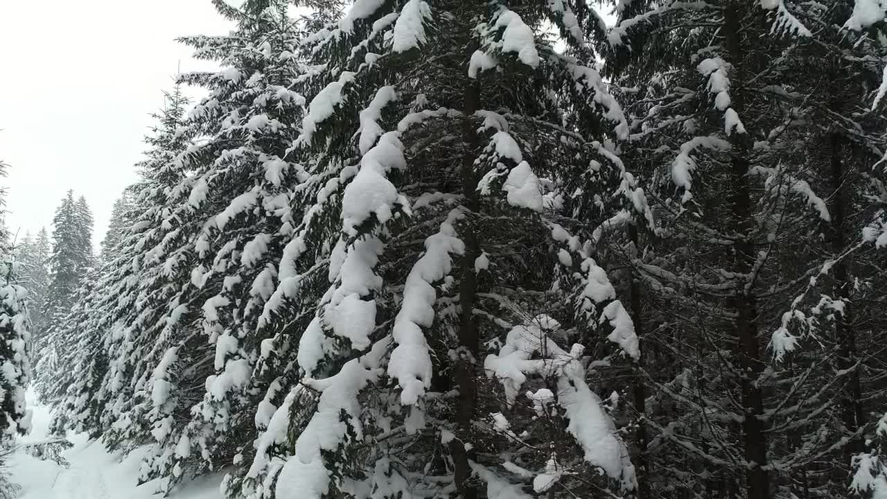 Download Stock Video Alps With Tall Pine Trees Full Of Snow Live Wallpaper For PC