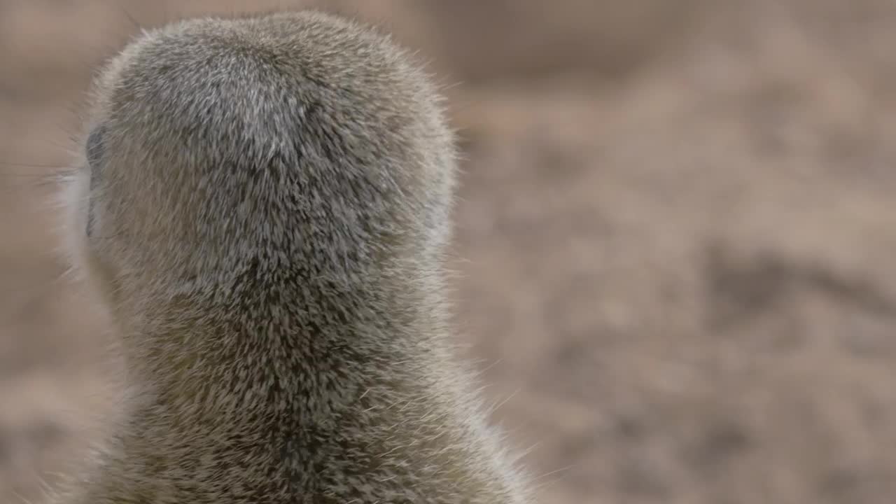 Download Stock Video Alert Animal Looking Around Live Wallpaper For PC