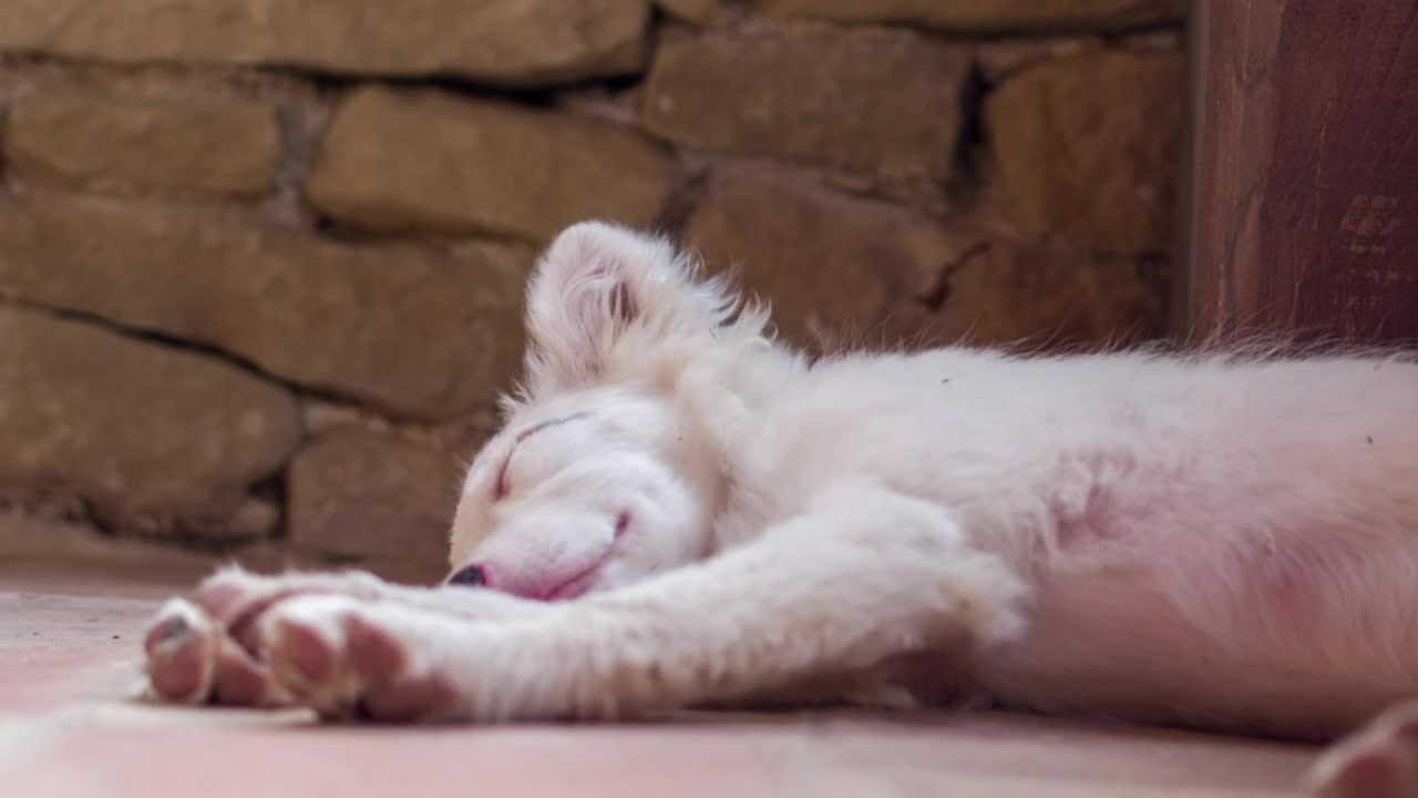 Download Stock Video Albino Dog Sleeping Live Wallpaper For PC