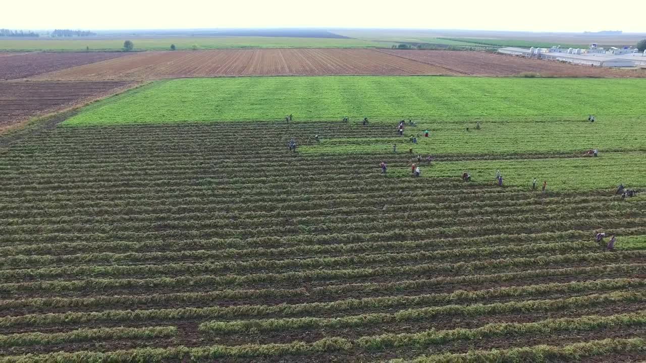 Download Stock Video Agricultural Workers Harvesting The Field Live Wallpaper For PC