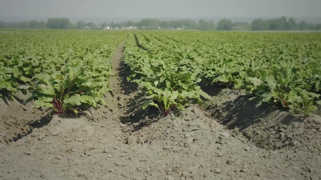 Download Stock Video Agricultural Green Crops Live Wallpaper For PC