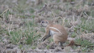 Stock Video African Ground Squirrel Eating Grass Live Wallpaper For PC
