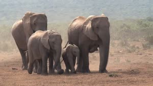 Stock Video African Elephants Walking On A Dusty Ground Live Wallpaper For PC