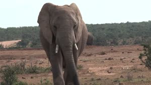 Stock Video African Elephant Walking In The Wild Live Wallpaper For PC