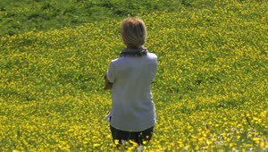Stock Video A Woman Contemplates A Yellow Flower Field Live Wallpaper For PC