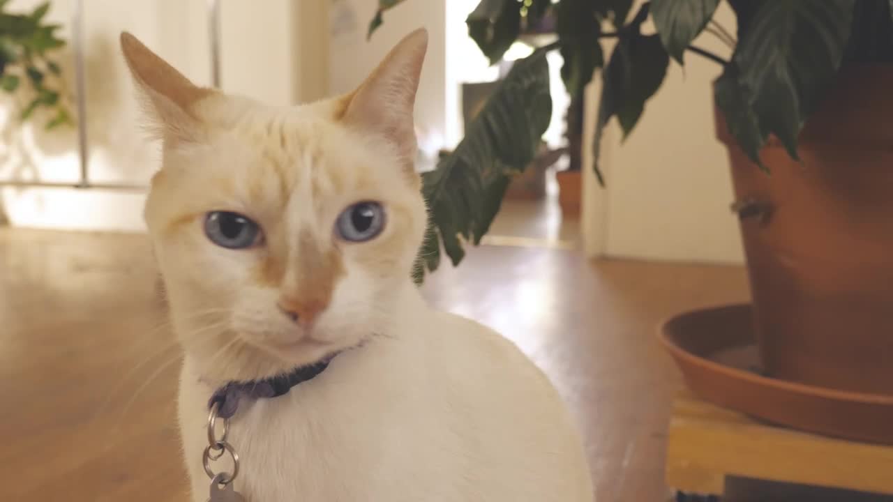 Download Stock Video A White Cat Sits In Front Of A White Wall Live Wallpaper For PC
