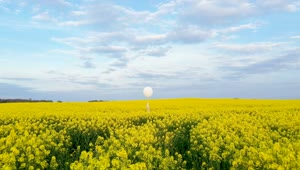 Stock Video A White Balloon In A Yellow Flower Field Live Wallpaper For PC