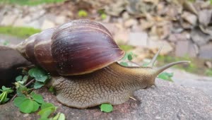 Stock Video A Snail Moving Slowly On A Rock Live Wallpaper For PC