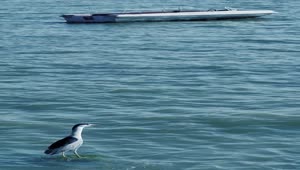 Stock Video A Seagull And A Boat At Sea In Slow Motion Live Wallpaper For PC