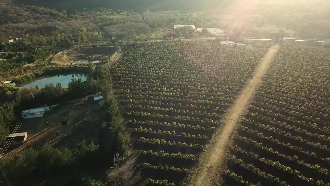 Download Stock Video A Road Between A Big Green Agriculture Field Live Wallpaper For PC
