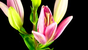 Stock Video A Pink Lily Flower Opens Live Wallpaper For PC