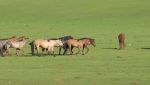 Stock Video A Pack Of Wild Horses Running On A Green Plain Live Wallpaper For PC