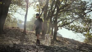 Stock Video A Man Walking With His Dog In A Forest Live Wallpaper For PC