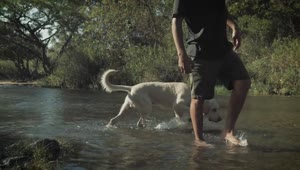Stock Video A Man Walks With His Dog In A Creek On Live Wallpaper For PC