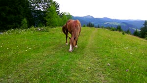 Stock Video A Horse Grazing In A Mountain Meadow Live Wallpaper For PC