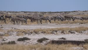 Stock Video A Herd Of Zebras Grazing Under The Sun Live Wallpaper For PC