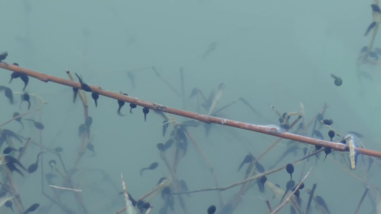 Download Stock Video A Herd Of Tadpoles In Blue Water Live Wallpaper For PC