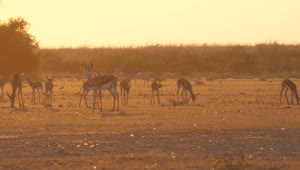 Stock Video A Herd Of Springbok During Sunset Live Wallpaper For PC