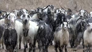Stock Video A Herd Of Goats Under A Snowstorm Live Wallpaper For PC