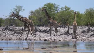 Stock Video A Herd Of Giraffe Around A Pond Live Wallpaper For PC