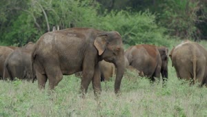 Stock Video A Herd Of Elephants In A Green Valley Live Wallpaper For PC