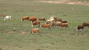 Stock Video A Herd Of Cows Grazing In Meadow Live Wallpaper For PC
