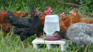 Stock Video A Group Of Chickens Drinking Water At The Farm Live Wallpaper For PC