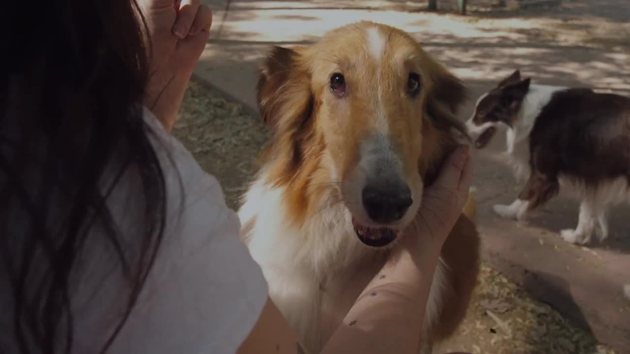 Download Stock Video A Girl Petting A Collie Dog In The Park Live Wallpaper For PC
