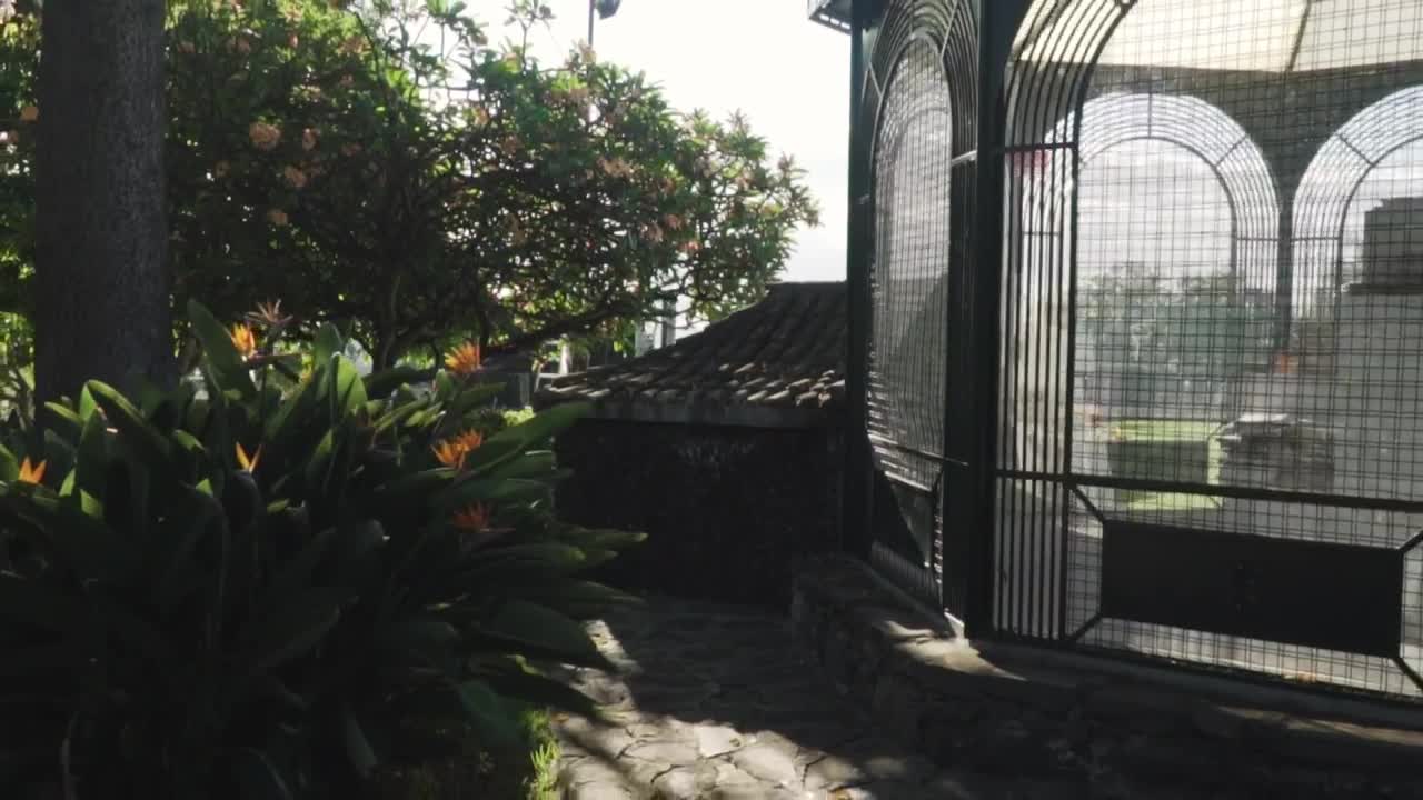 Download Stock Video A Garden Full Of Plants And Flowers Live Wallpaper For PC