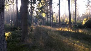 Stock Video A Forest With Trees And Grass Live Wallpaper For PC