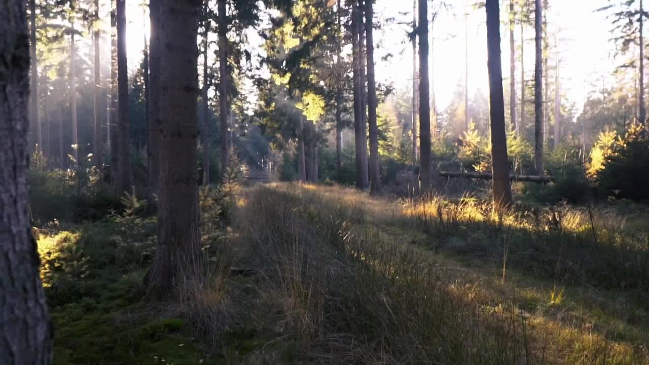 Download Stock Video A Forest With Trees And Grass Live Wallpaper For PC