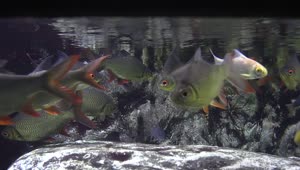 Stock Video A Flock Of Fish In The Water Live Wallpaper For PC
