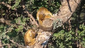 Stock Video Bush Squirrels In A Tree Live Wallpaper For PC