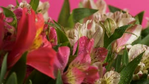 Stock Video Bunch Of Pink And White Flowers Live Wallpaper For PC